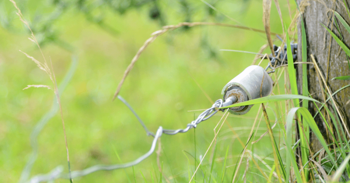 Close-up of grass touching an electric fence